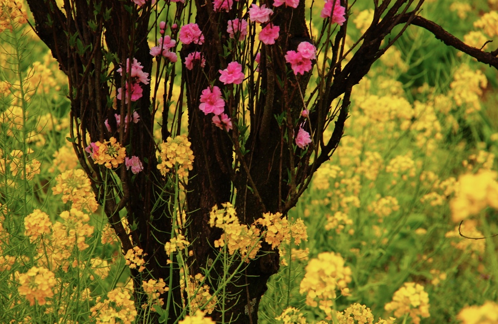 菜の花と桃