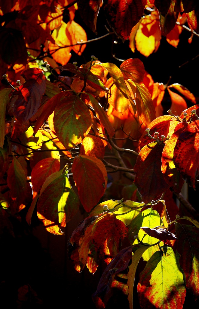 差し込む日差し