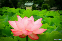 神社前の蓮田で