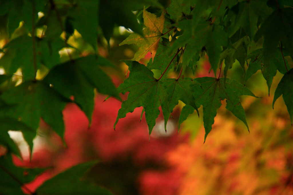 緑の葉が引き立て役です。