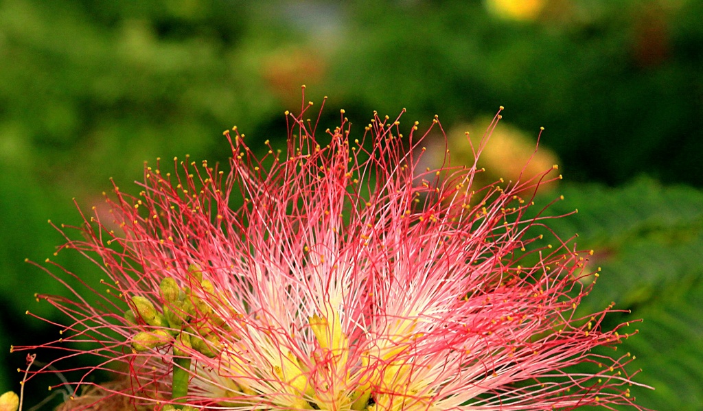 合歓の花