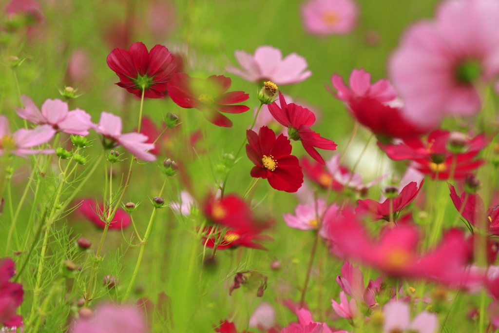 花園の中に