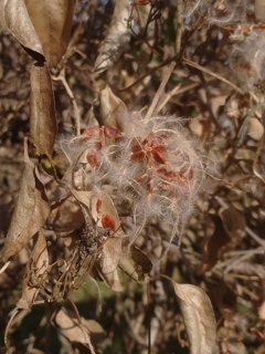 センニンソウという名前が付いてるそうです