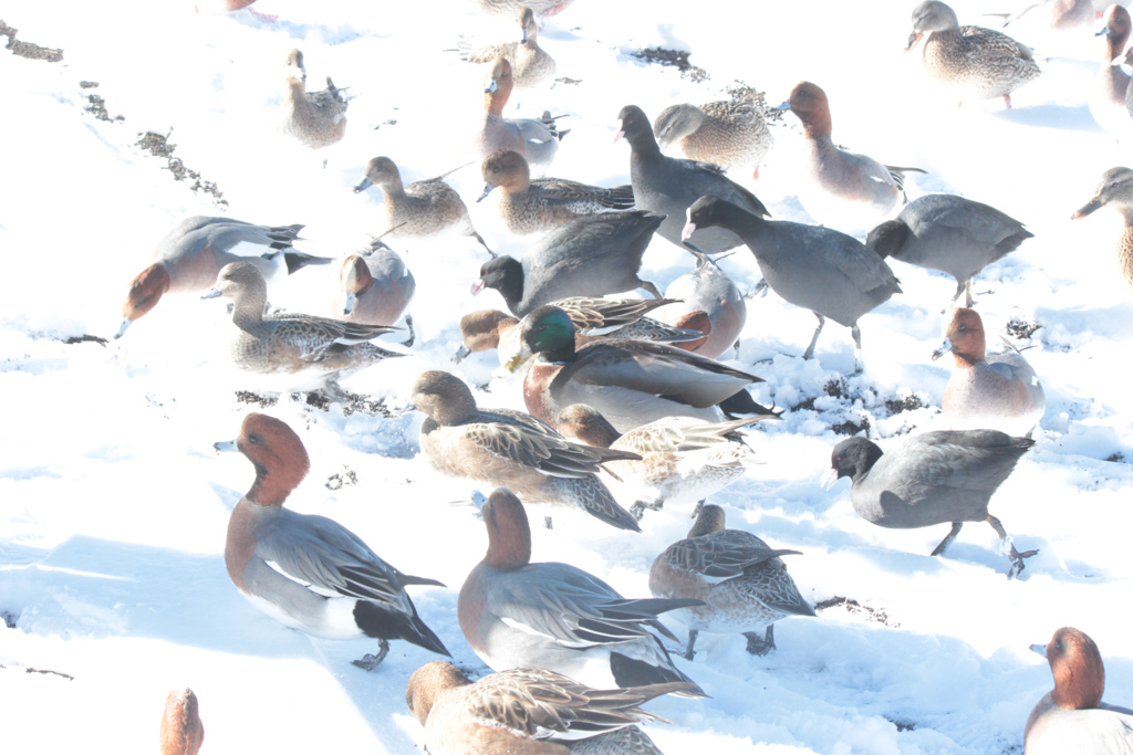 渡り鳥たちの集会