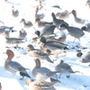 渡り鳥たちの集会