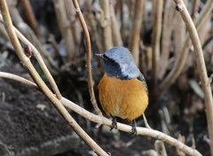 ジョウビタキのお休み　2