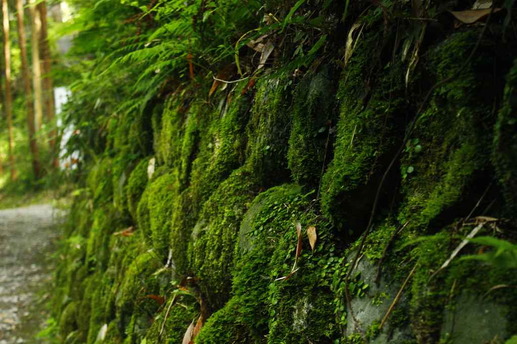 苔むした石垣