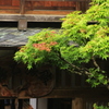 秋めいて
