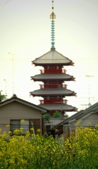 五重塔と菜の花畑