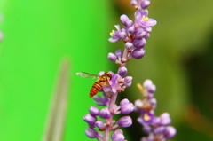 ヤブランにとまるハナアブ