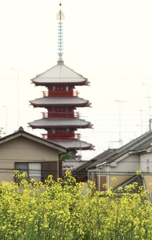 菜の花越しに見る五十塔