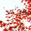 紅葉の終わりに　2