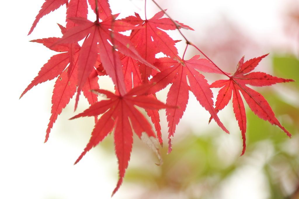 紅葉三様　3