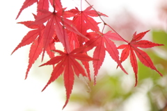 紅葉三様　3