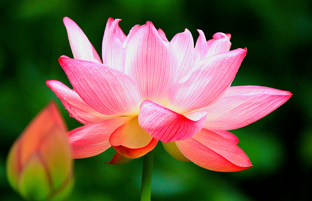 蓮の花と蕾
