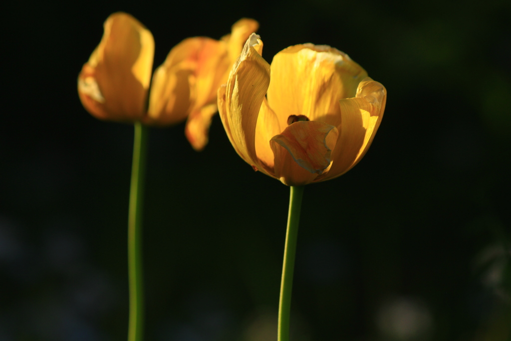 チューリップの花も咲いてきました。