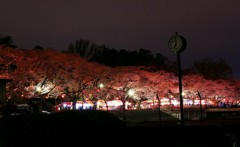 春の夜の宴