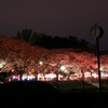 春の夜の宴