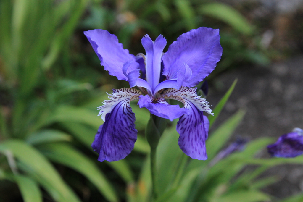 いずれが菖蒲か杜若