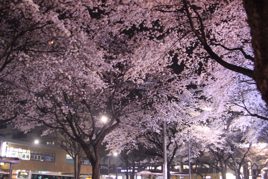 幻の桜の宴