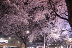 幻の桜の宴
