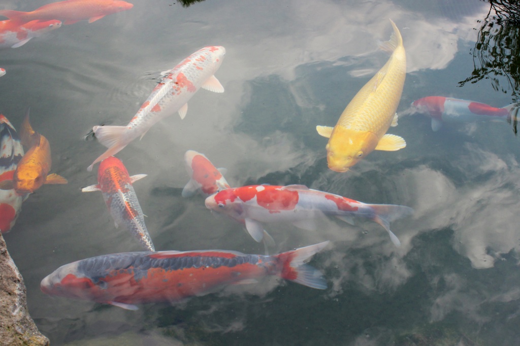 錦鯉の一時