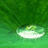 玉　雫