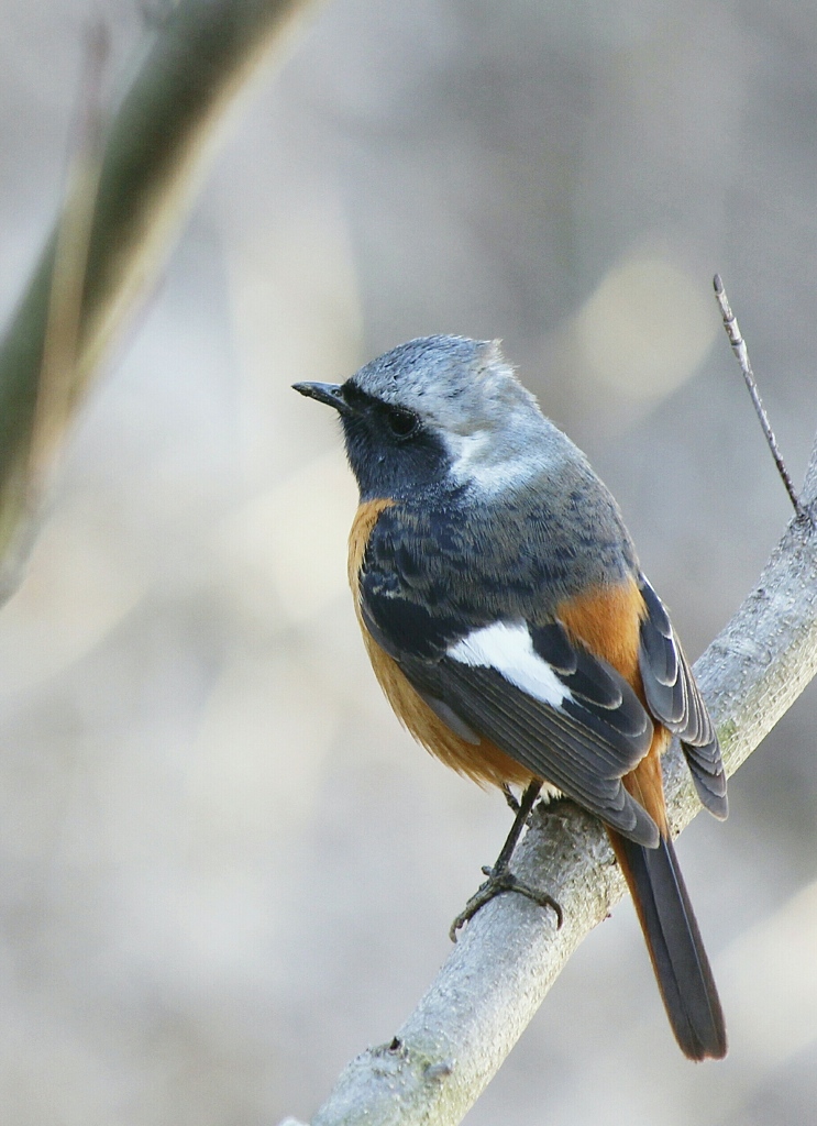ジョビオ君は上機嫌
