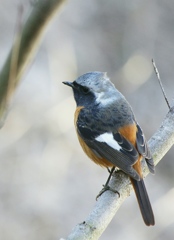 ジョビオ君は上機嫌