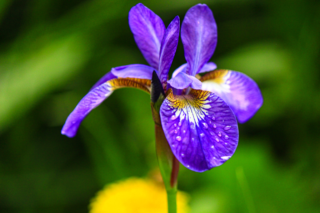 菖蒲