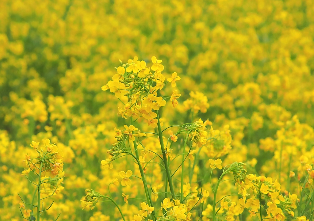 菜の花に惹かれて