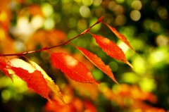 紅葉の煌めき　2