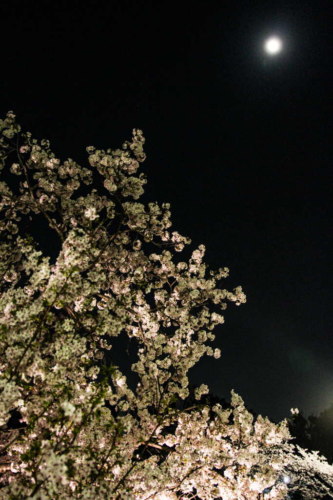 月夜の桜