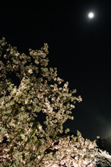 月夜の桜
