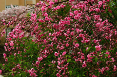 モモの花がさき出しまして