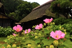 芙蓉の咲く古民家