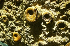 アンモナイトの化石壁