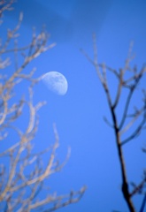 昼間の月