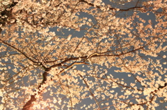 時期はずれですが　桜の宴　夜桜