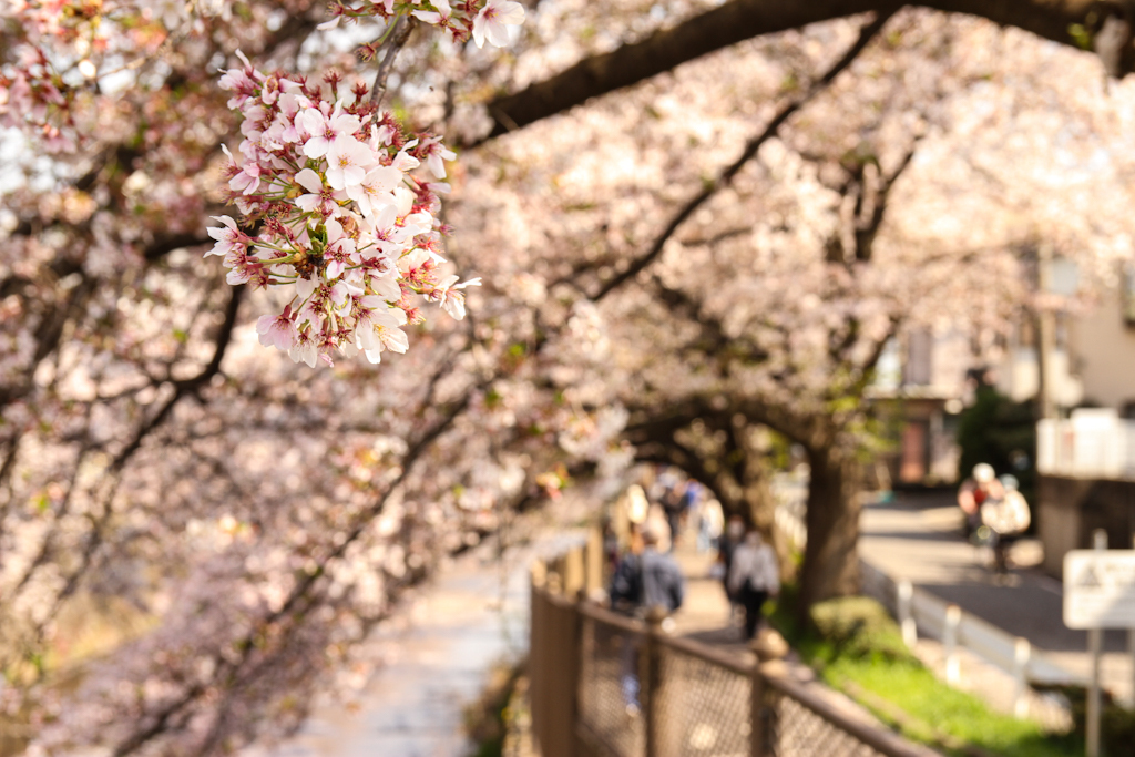 満開の桜の道を行けば　1
