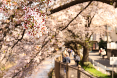 満開の桜の道を行けば　1