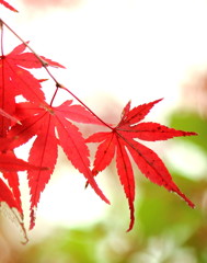 紅