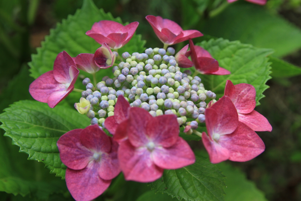 ガク紫陽花