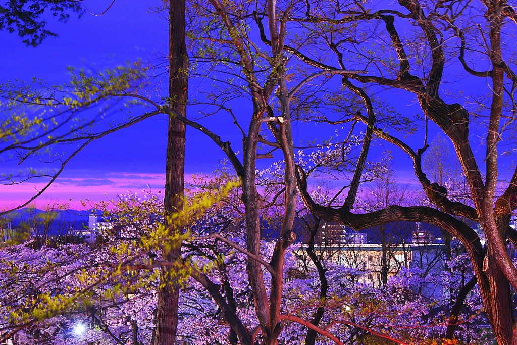 黄昏鑑桜