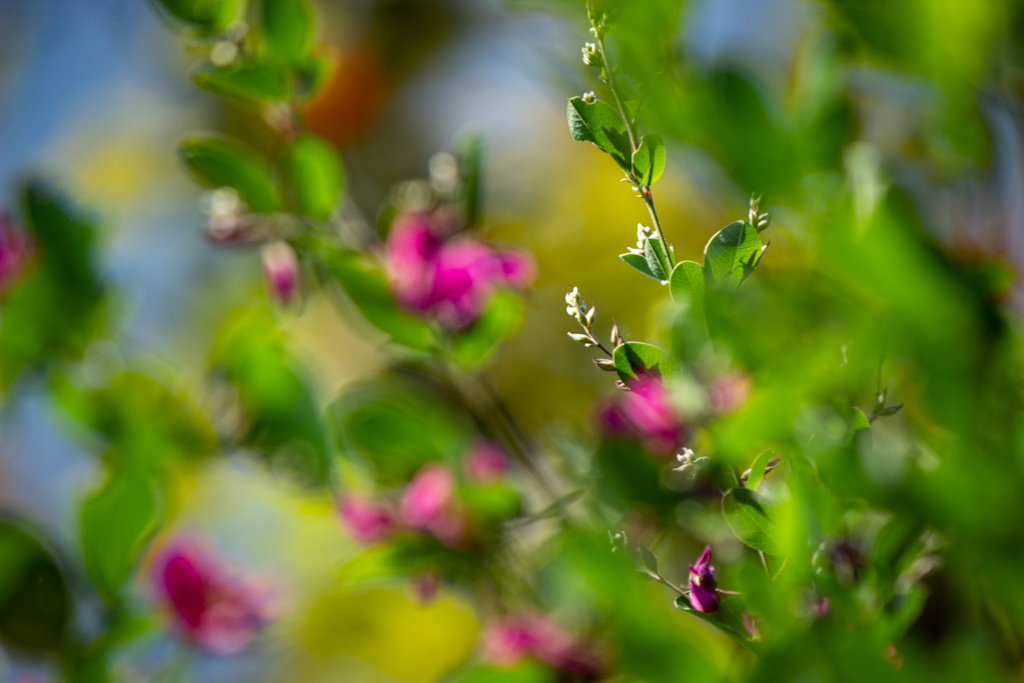 萩の花