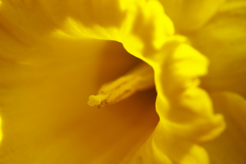 ラッパスイセン　2