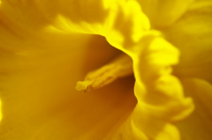 ラッパスイセン　2