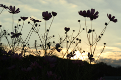 夕空をバックにして