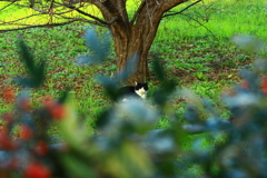 戻ってきた猫