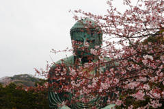 桜大佛　蔵出しです。